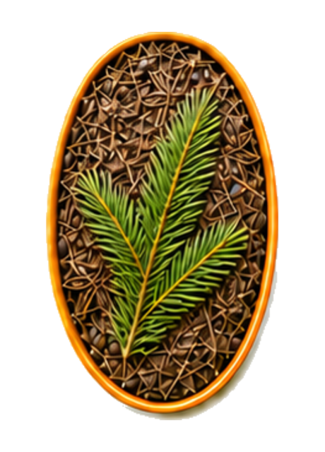 Balsam Pine