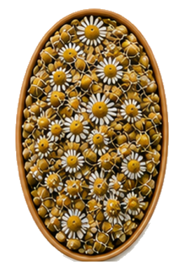 Chamomile