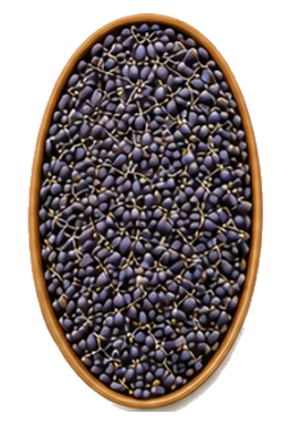 French Lavender