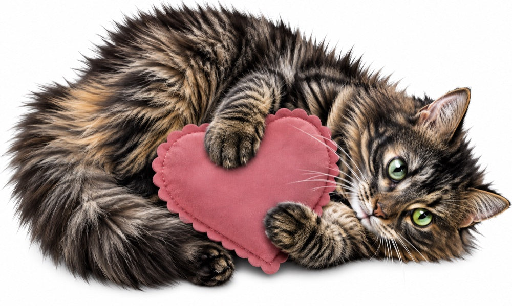 Cat hugging a TLC heart pillow